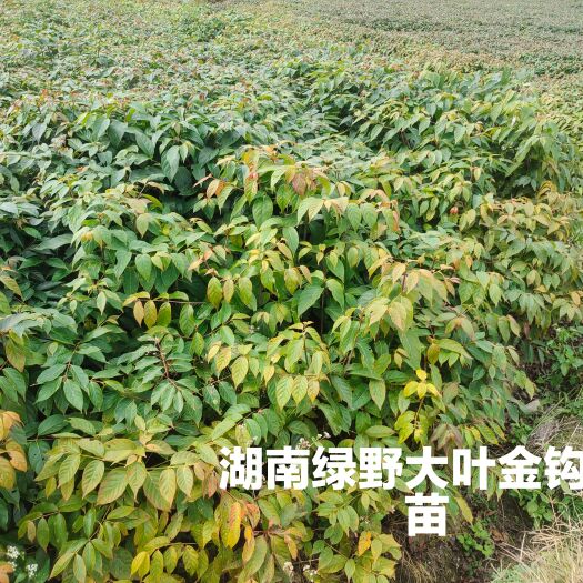 钩藤苗大叶金钩藤苗现挖现卖量大价优