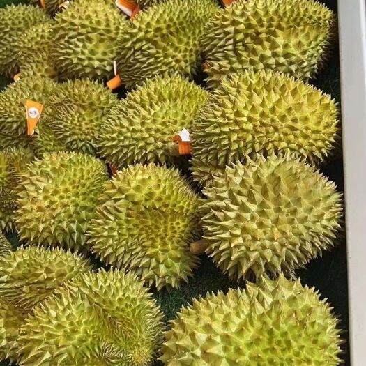 彭州市东南亚榴莲