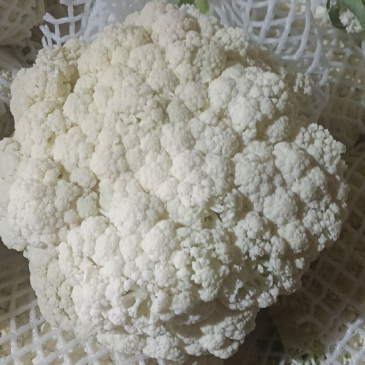 长沙花菜。甘蓝。白菜