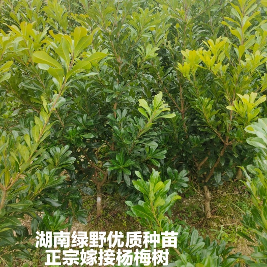 靖州县杨梅苗  嫁接优良台梅苗 乌梅苗 东魁苗 荸荠杨梅苗
