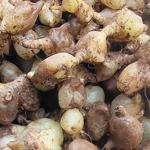 思茅云南大山里的白芨_大白芨