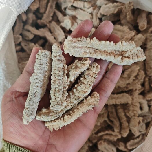 广州60-70头非洲白刺王参 酒店级食材水发客户专选