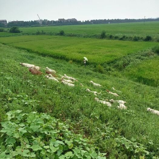 老河口市跑步山羊