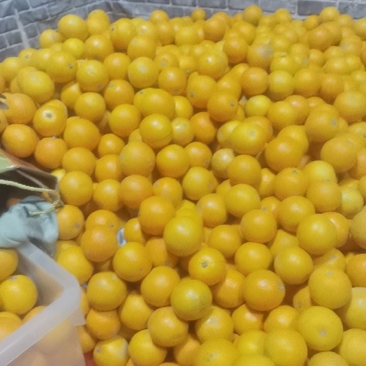 南通冰糖橙