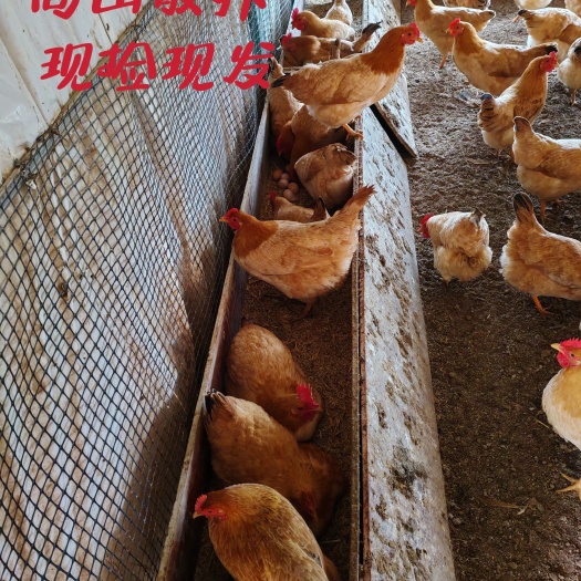 宣城皖南土鸡蛋