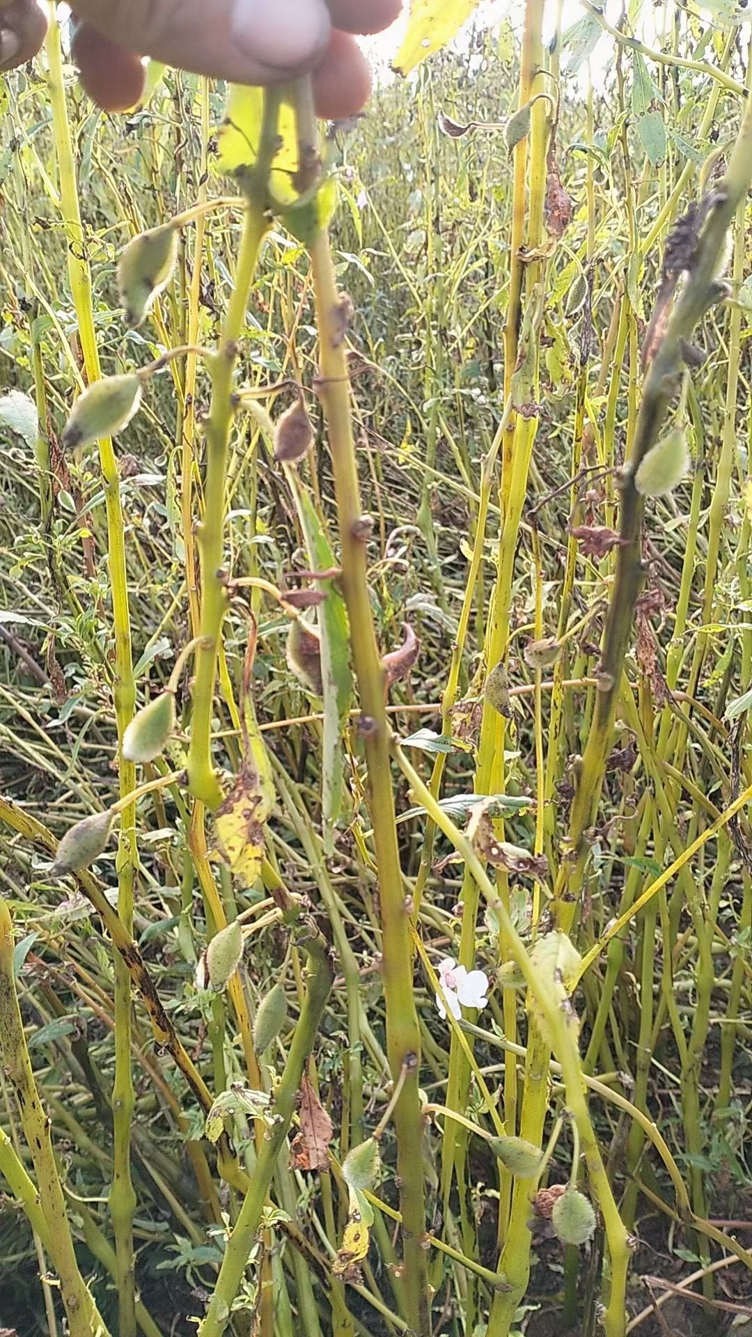 凤仙透骨草过筛切片批发3斤起批产地直发