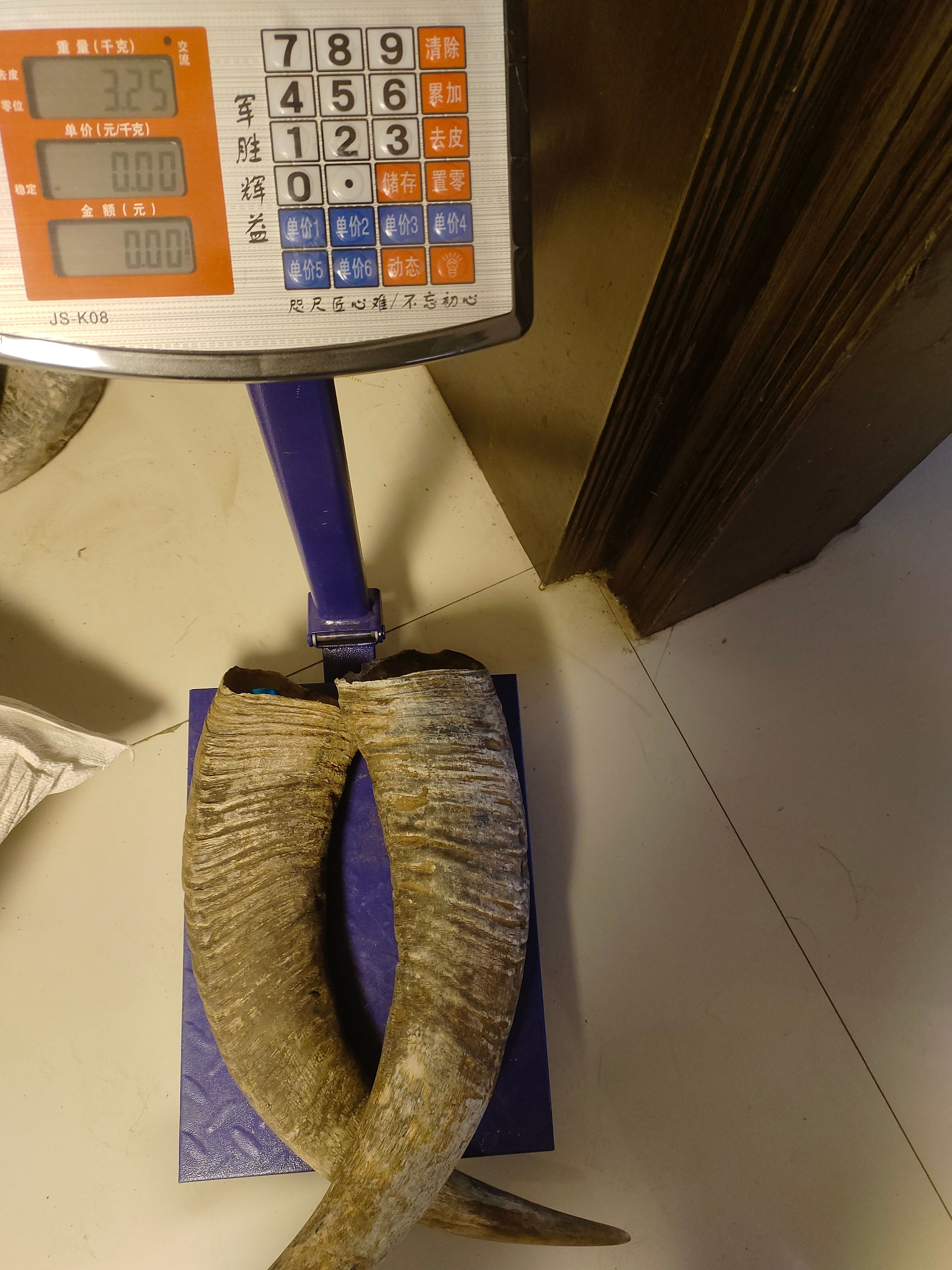 白水牛角