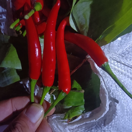 昆明云南小米辣