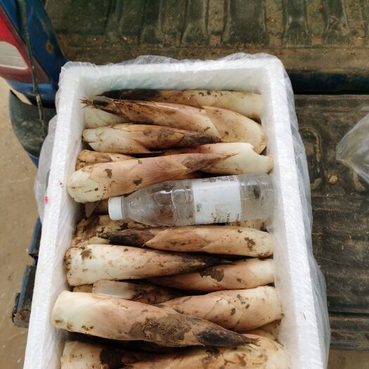 建瓯市建瓯雷笋福建谷糠雷竹笋产地批黄泥谷糠笋  产地新鲜直达