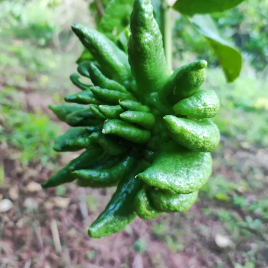 墨江县云佛手，观赏果，供果，大果，一手啊货源，自家基地