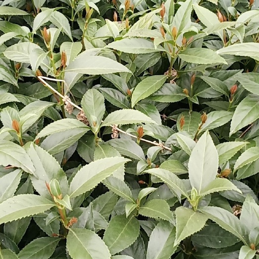 平乐县九节茶（草珊瑚）苗