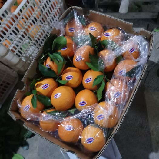 石门县精品纽荷尔脐橙