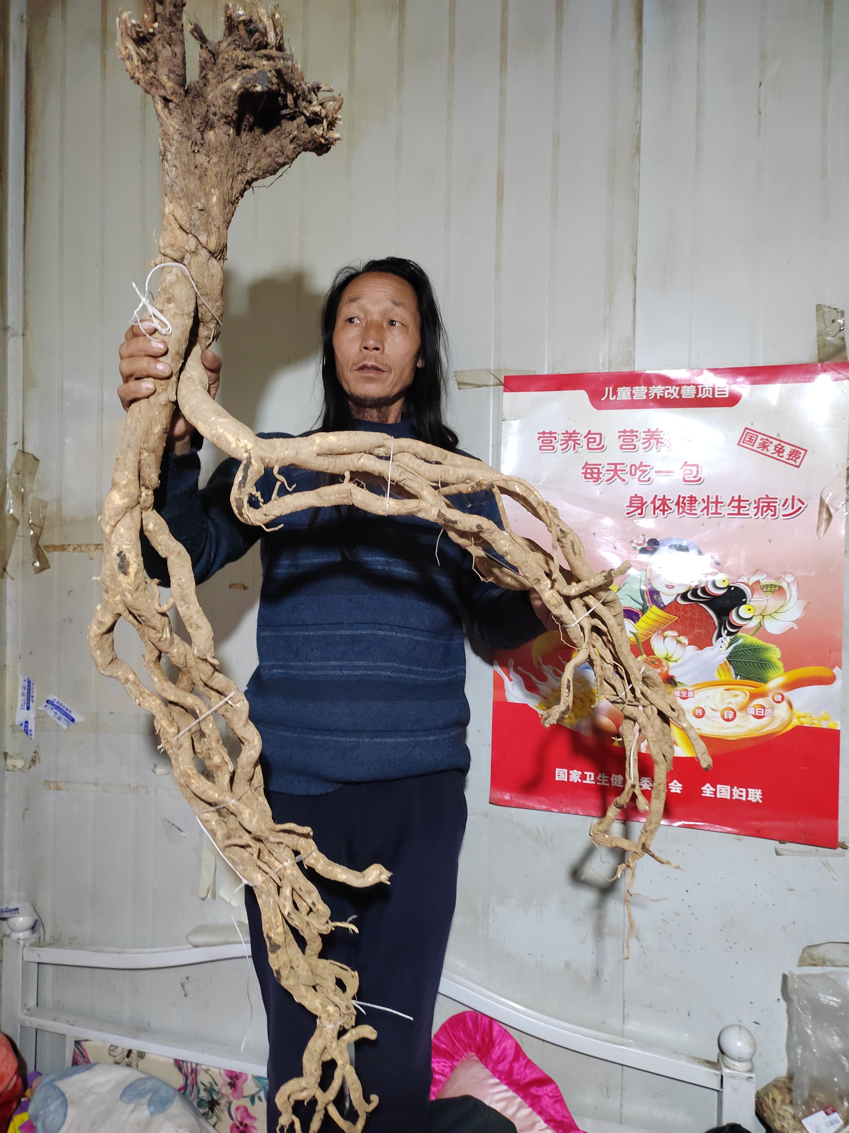 【黄芪】一条出土7斤重，鲜货出售