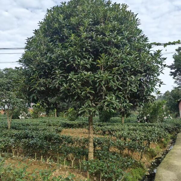 大量出售退林桂花8-12公分