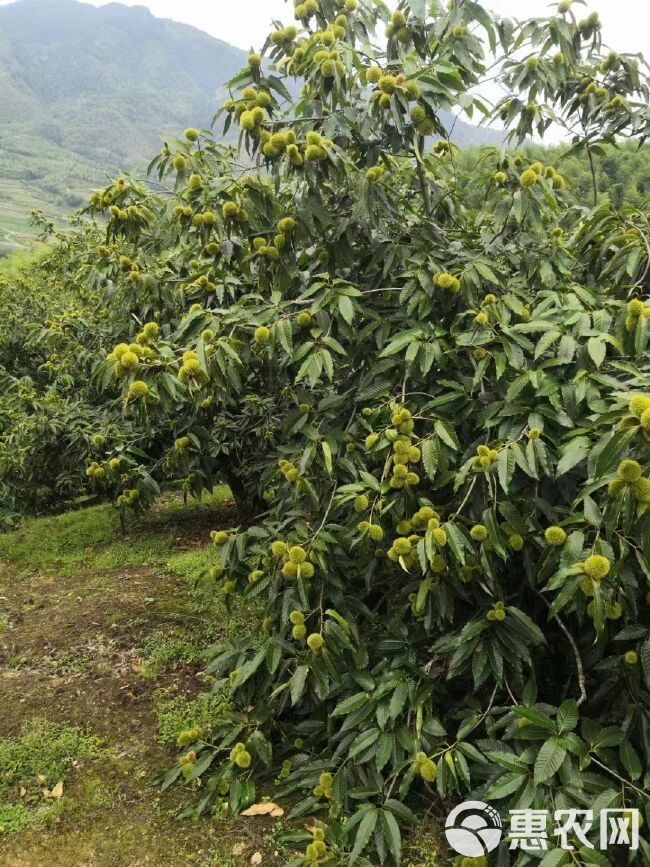 建瓯锥栗苗：处暑红，白露子，油锥苗，高山锥，铁锥，马蹄锥。