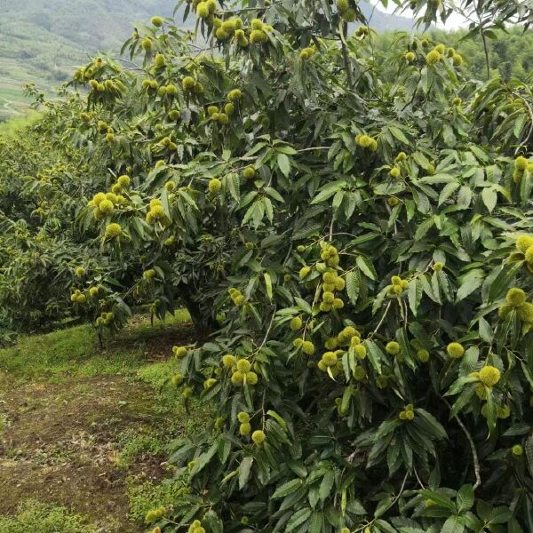 建瓯锥栗苗：处暑红，白露子，油锥苗，高山锥，铁锥，马蹄锥。