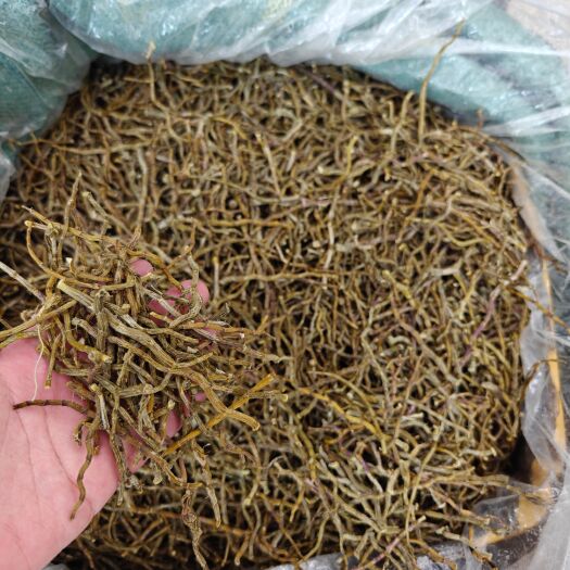 铁皮石斛  铁皮条 石斛条 胶质好 批发零售
