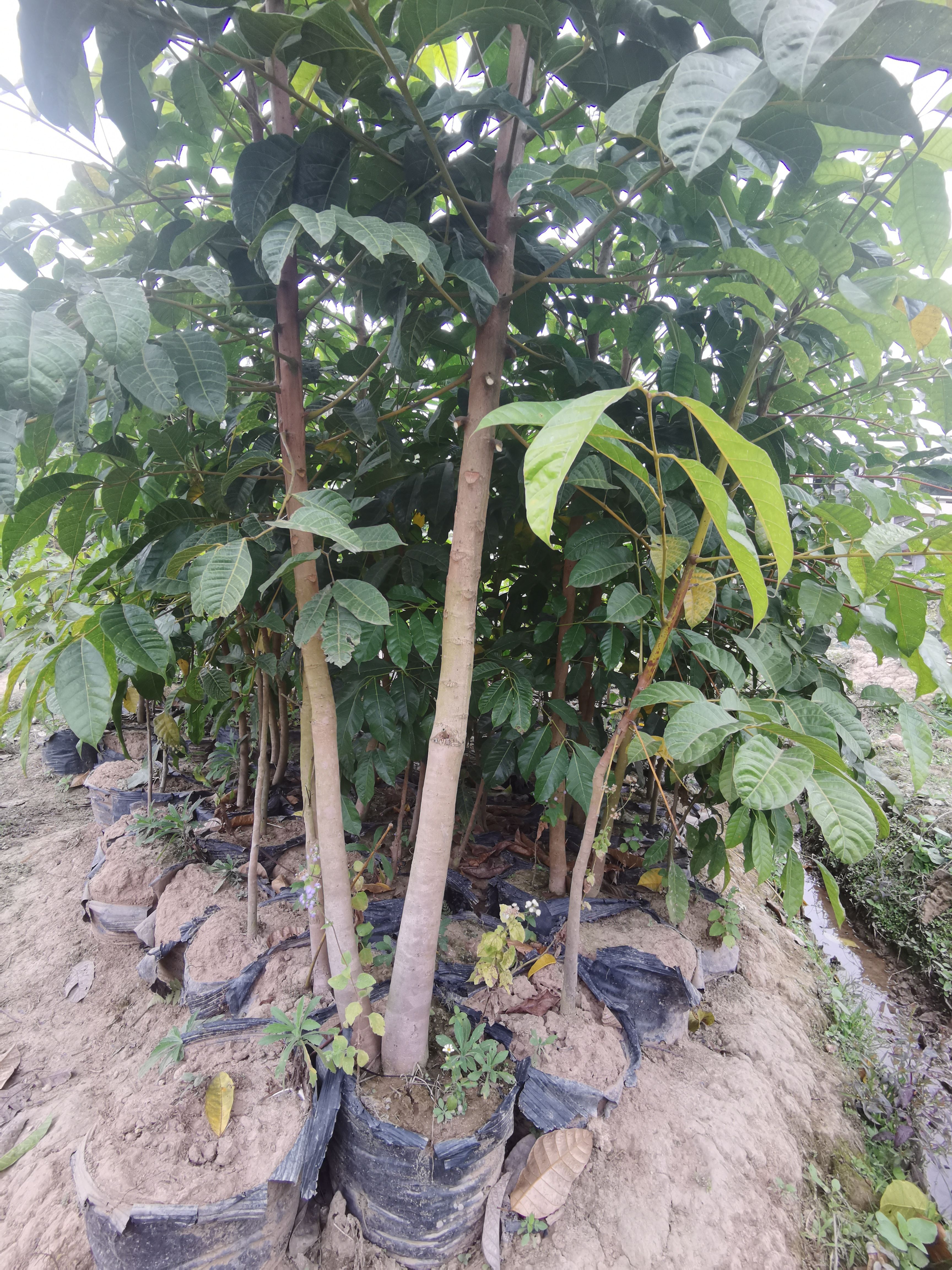 有大量的乌榄苗，价美苗好！有意者可联系