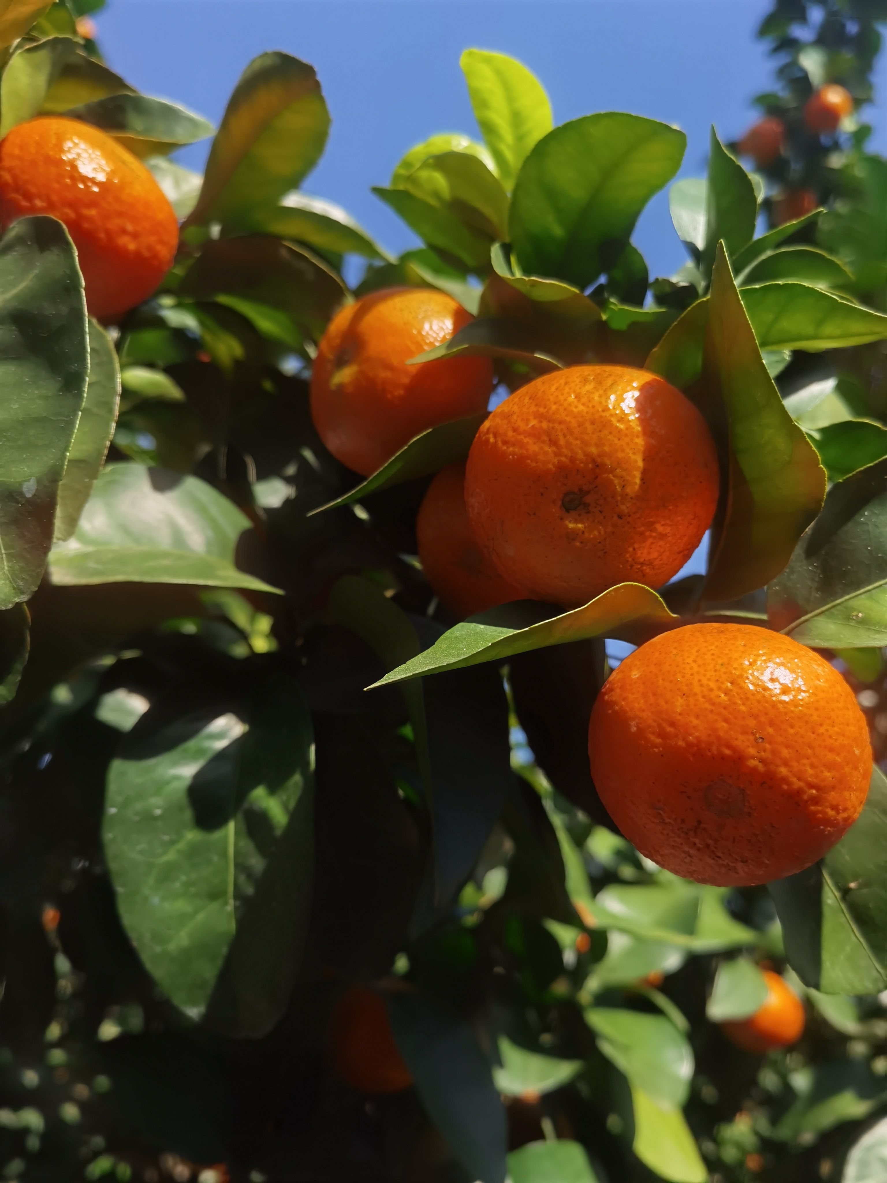精品沙糖桔开始上市了，果皮鲜红靓，口感清甜，有需要的老板联系