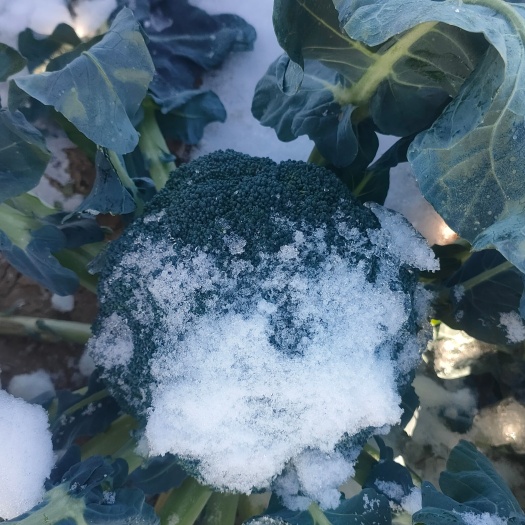 耐寒西兰花种子盛绿抗病球型漂亮耐低温强不发紫
抗病耐雨水