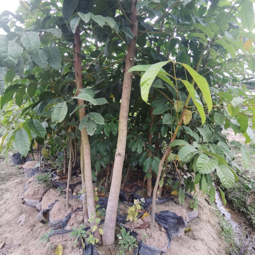 藤县有大量的乌榄苗出售，价美苗好，提供技术支撑