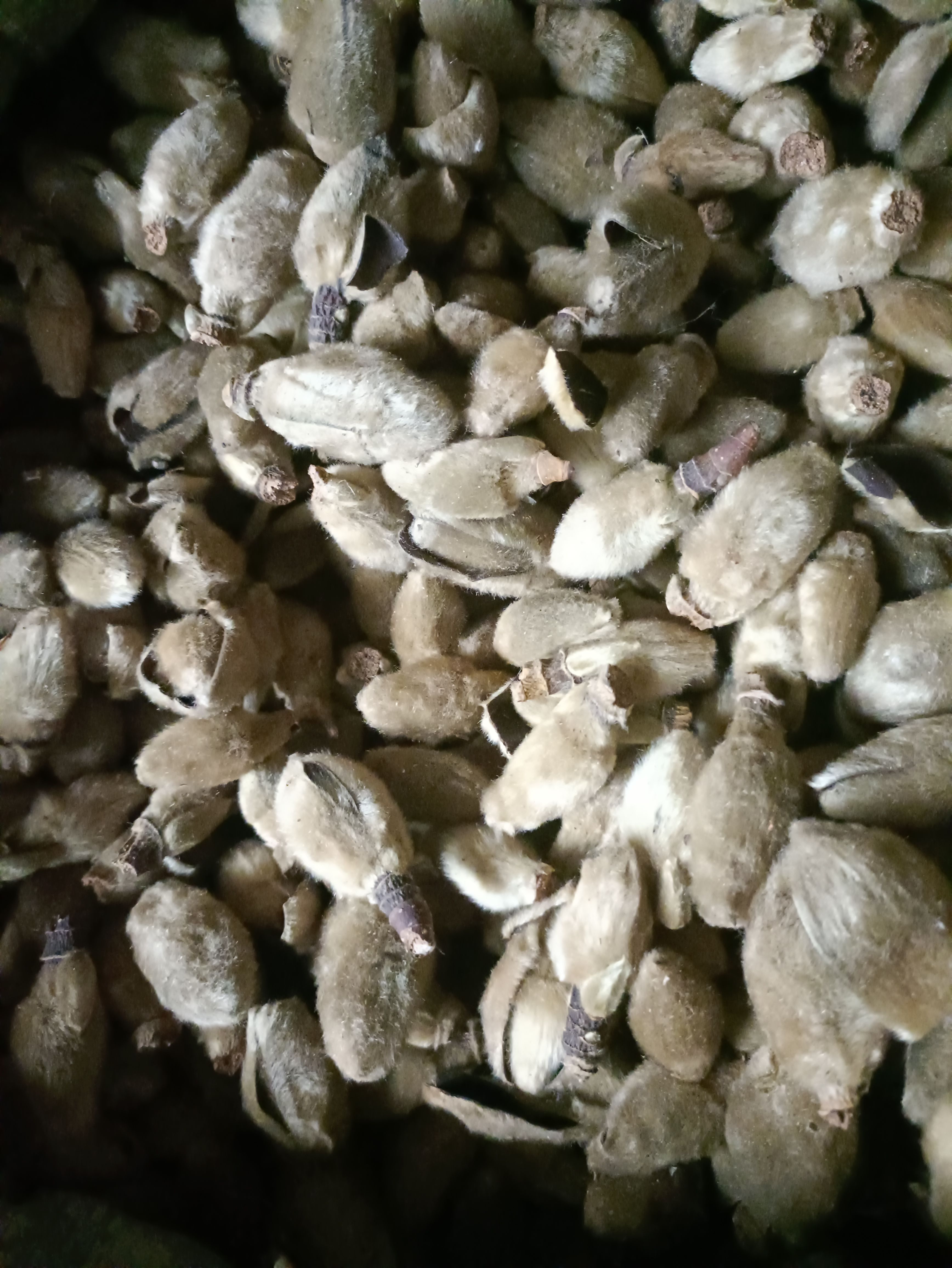 四川辛夷花，产地一手货源，全干无柄，统货