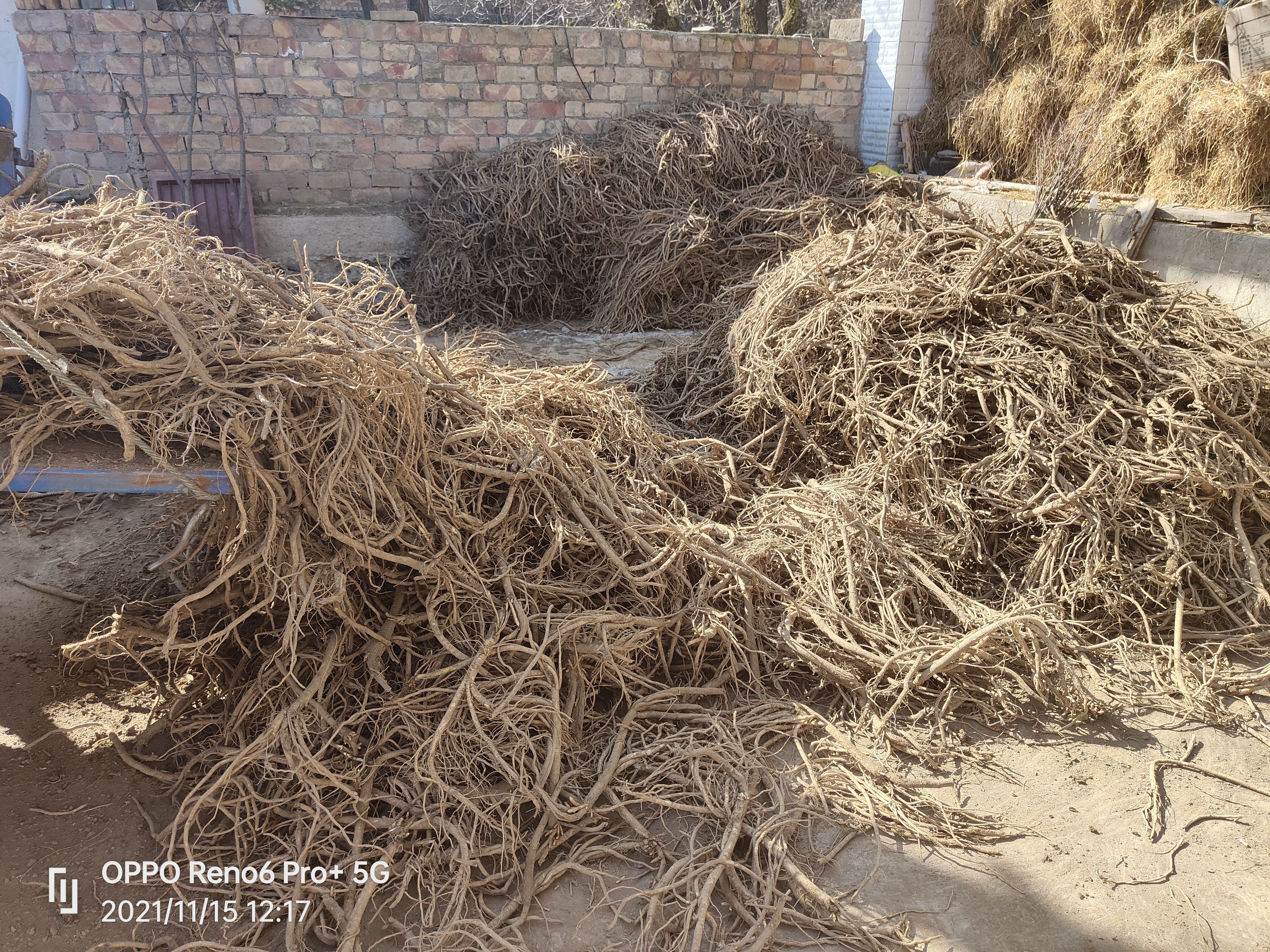 岷县黄芪中药材黄芪段农家种植晒干优质切断，天然晒干无硫无水洗