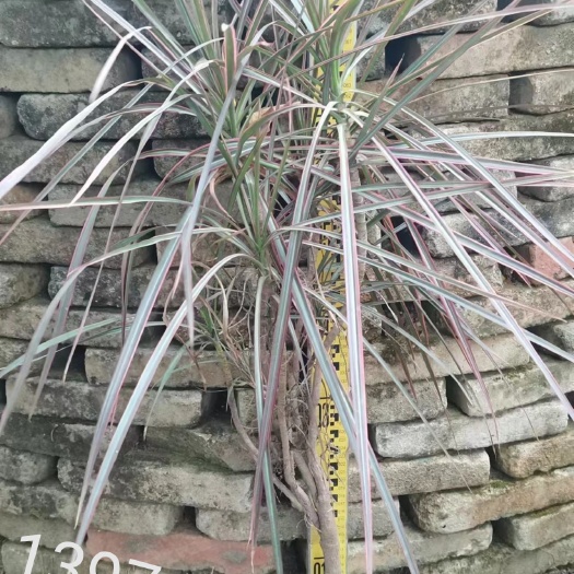 广州千年木，七彩马尾铁