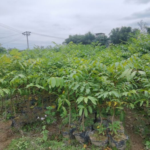 藤县有大量的乌榄苗，价美苗好！有意者可联系