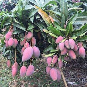 广西灵山芒果苗  金煌、贵妃芒果苗农场直发