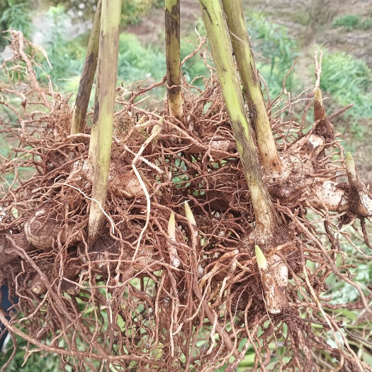 洪雅县紫花宽叶大白芨