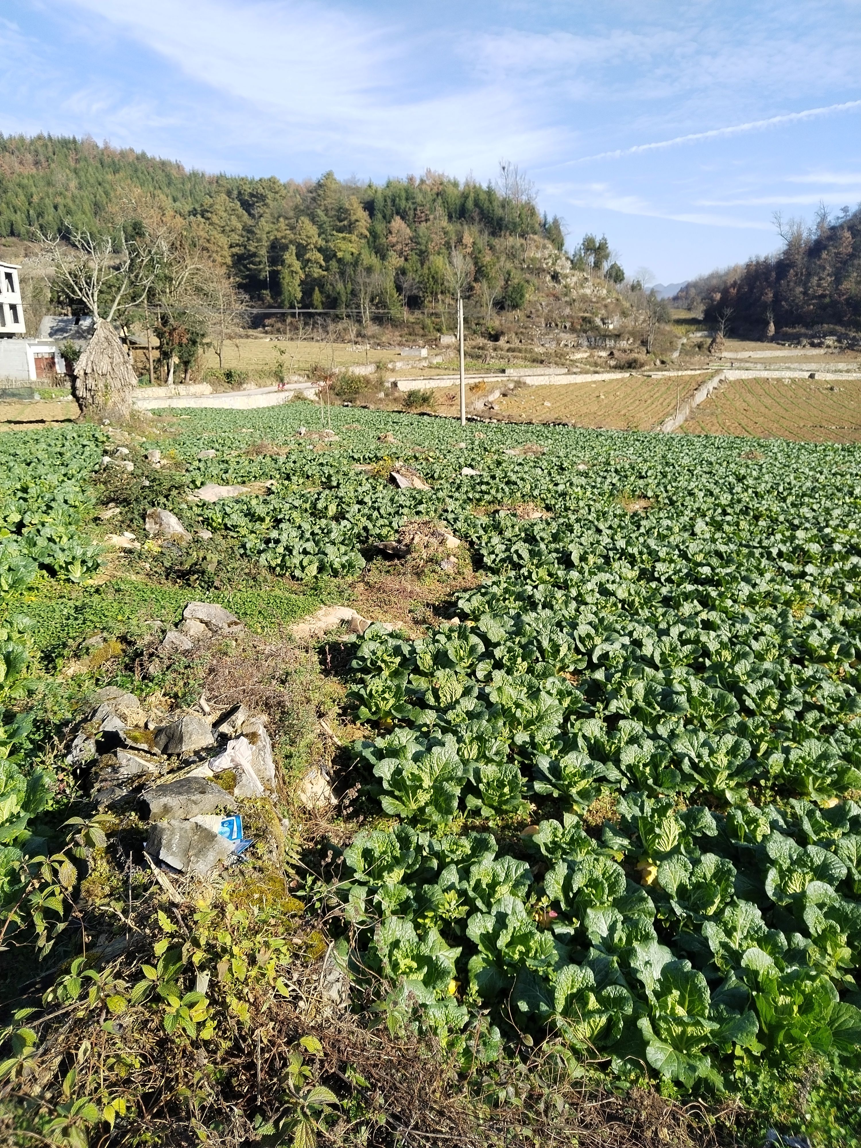 德高117红心大白菜