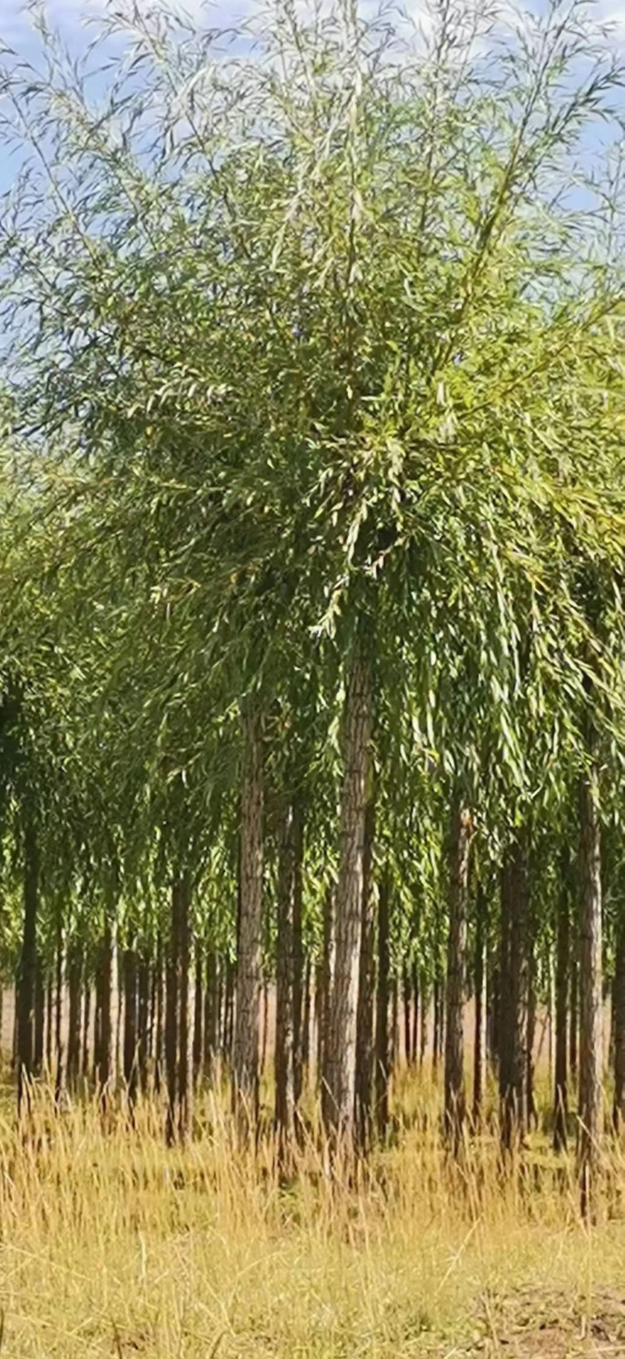 甘肃旱柳5公分6公分7公分以上规格齐全