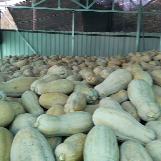 巴东县农场有500吨蜜本南瓜，南瓜成色好个头大，单个6—10斤以上