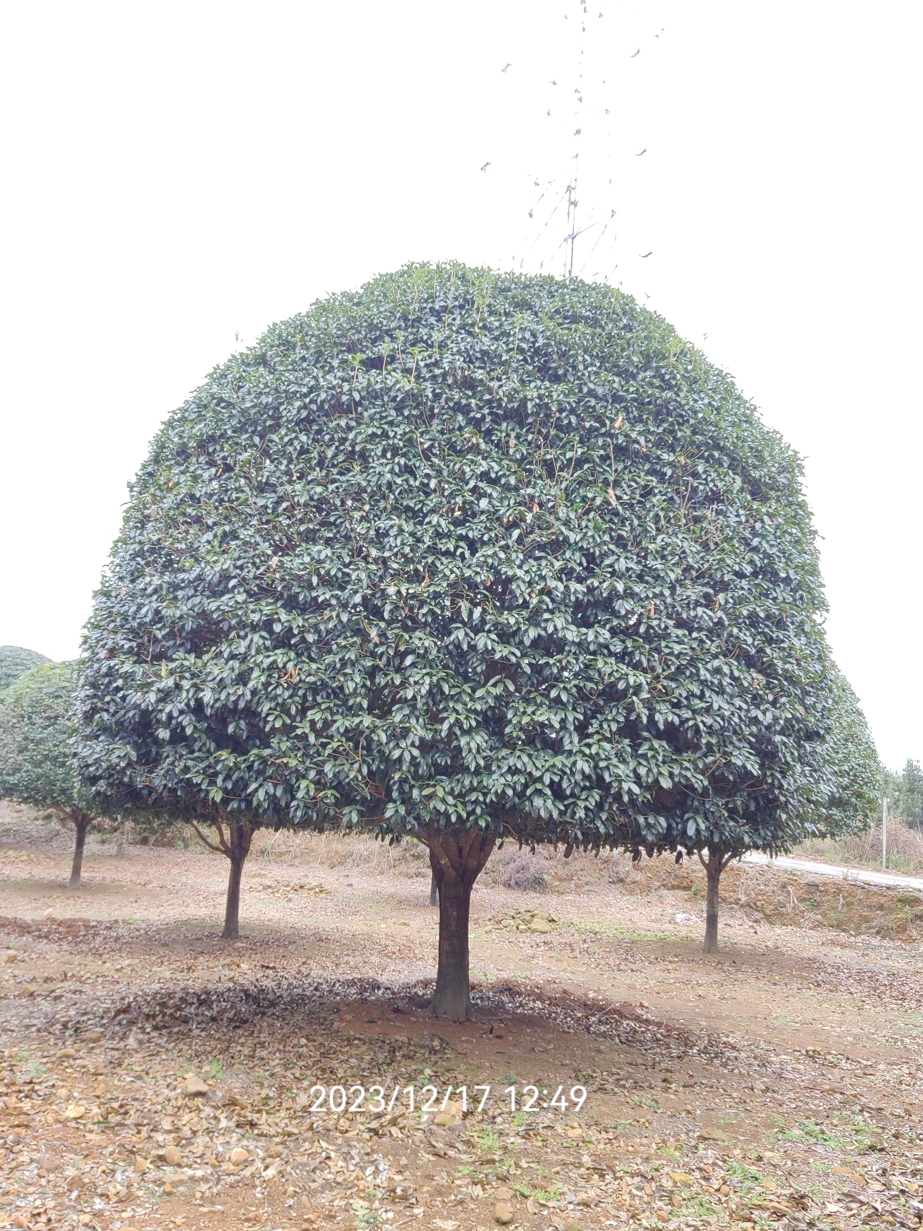 精品桂花