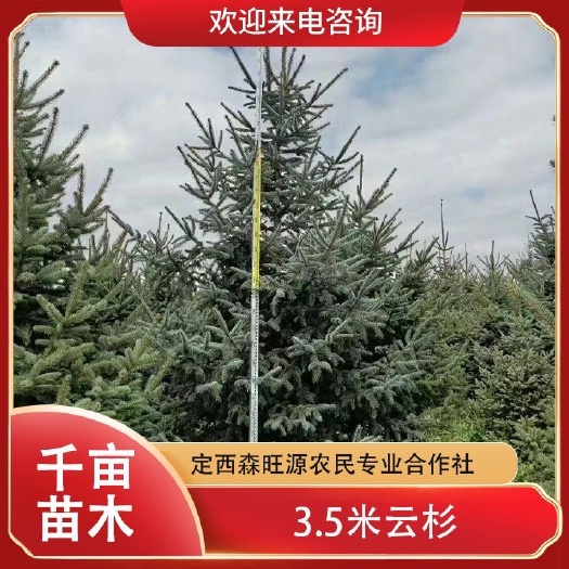 甘肃云杉米径4公分6公分7公分8公分发四川甘孜