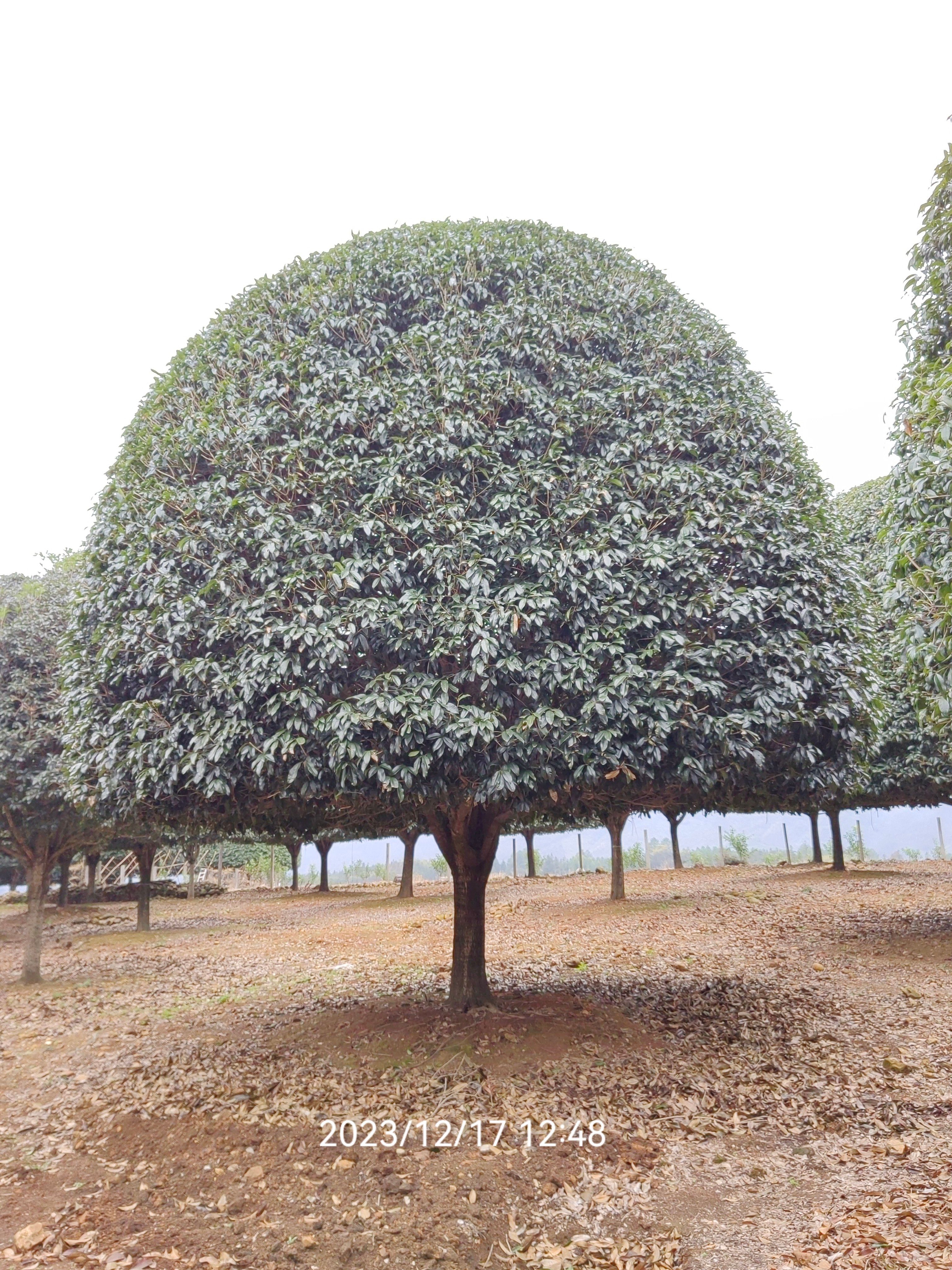 精品桂花