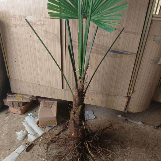 洋县庭院绿植盆栽植物耐寒棕榈树棕树