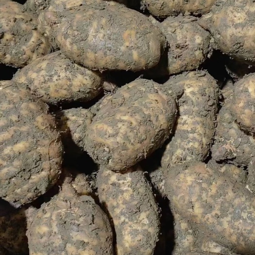 彝良县小草坝天麻