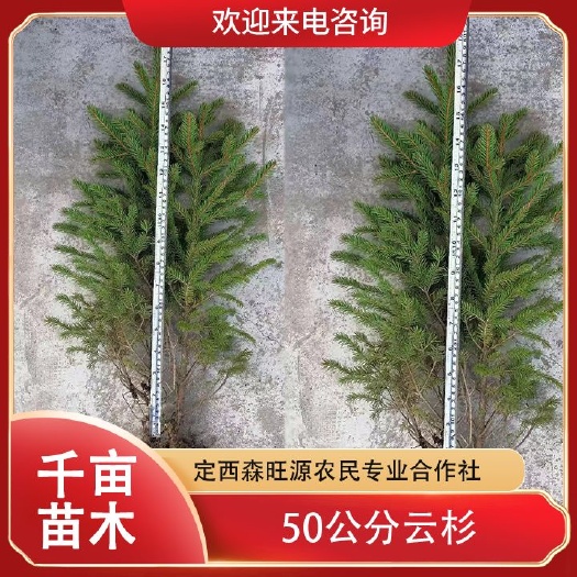 定西甘肃30公分40公分50公分以上云杉正在发四川甘孜