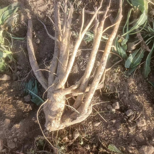 沛县第一年种植无农残