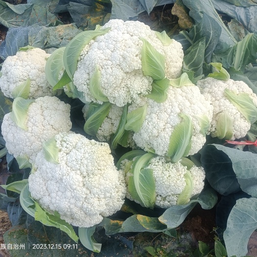 兴义市精品花菜