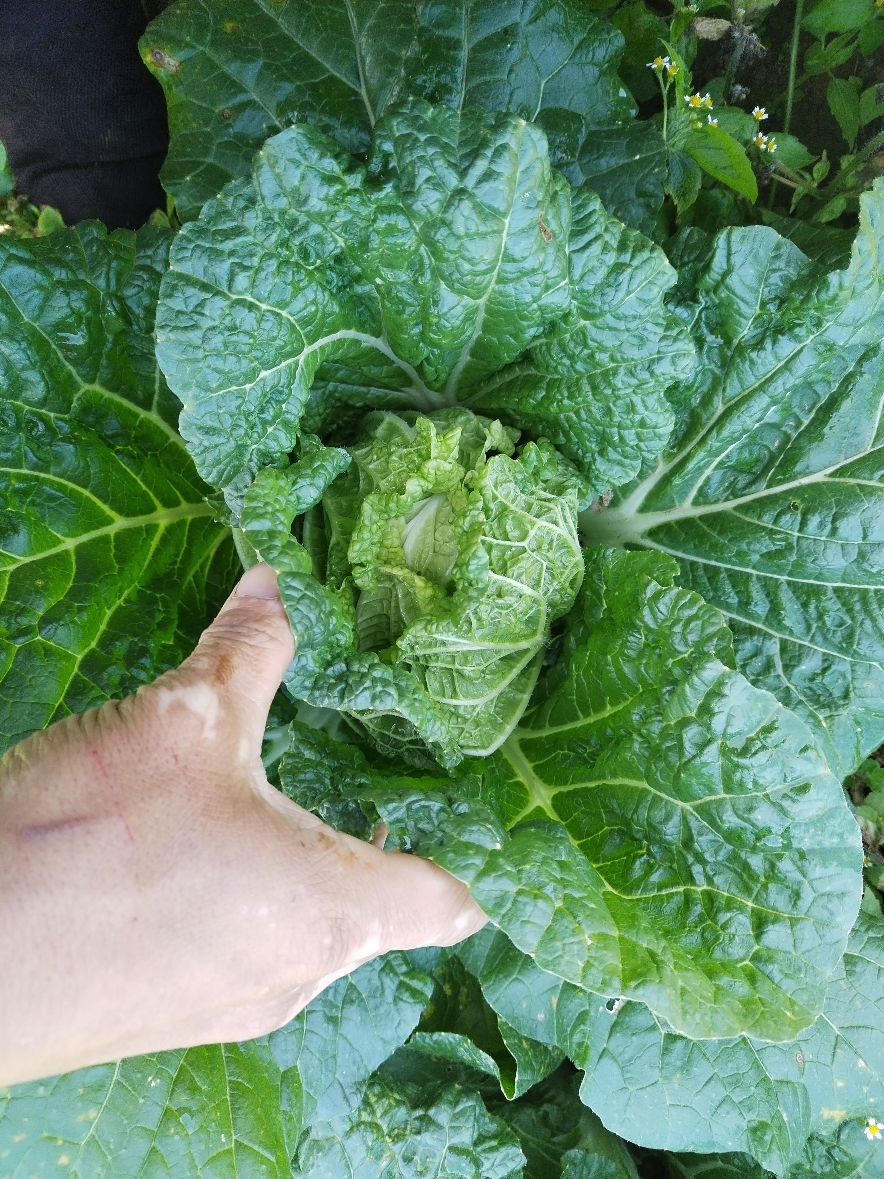 德高117红心大白菜