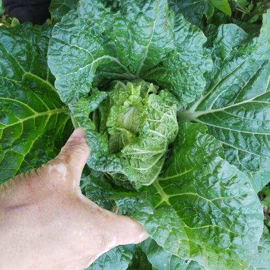 安顺德高117红心大白菜