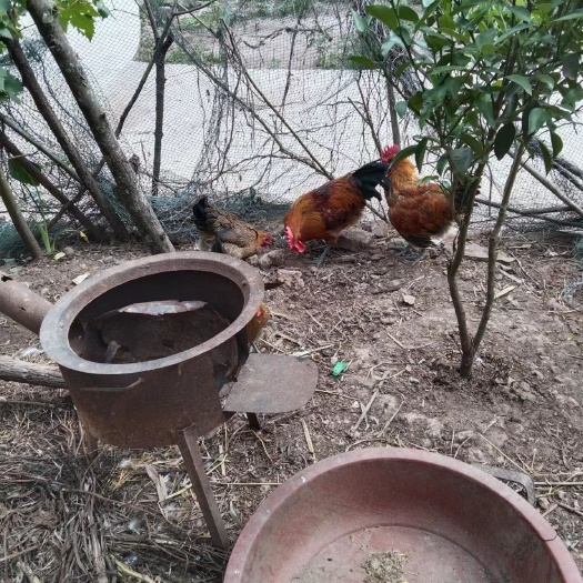 遂宁土鸡散养鸡