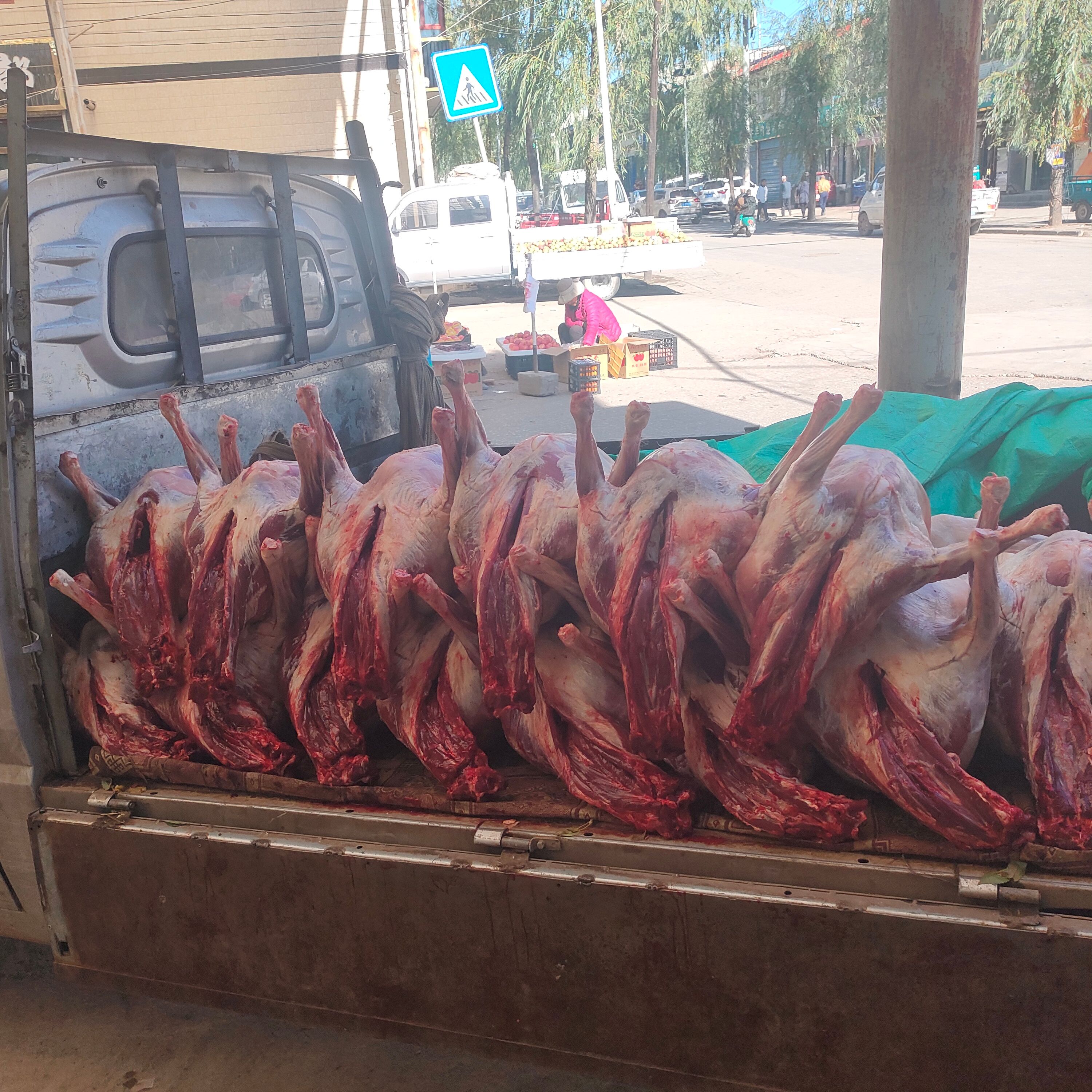 天天吃草喝山泉水的藏系羊肉只因干净所以品质更高吃的更安心。