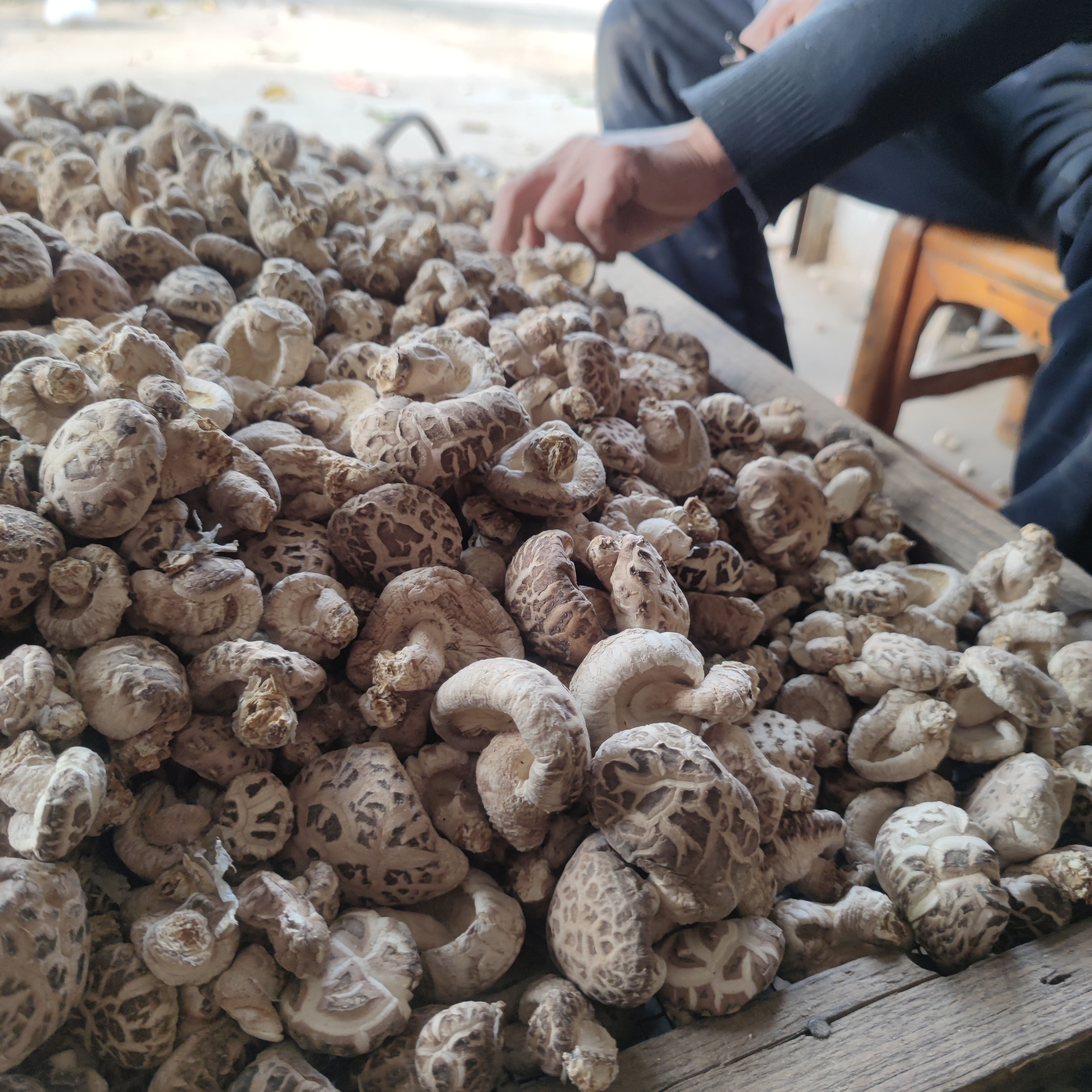 包邮纯栎木厚肉优质冬花菇新菇随州干香菇自种植批发零售一件代发