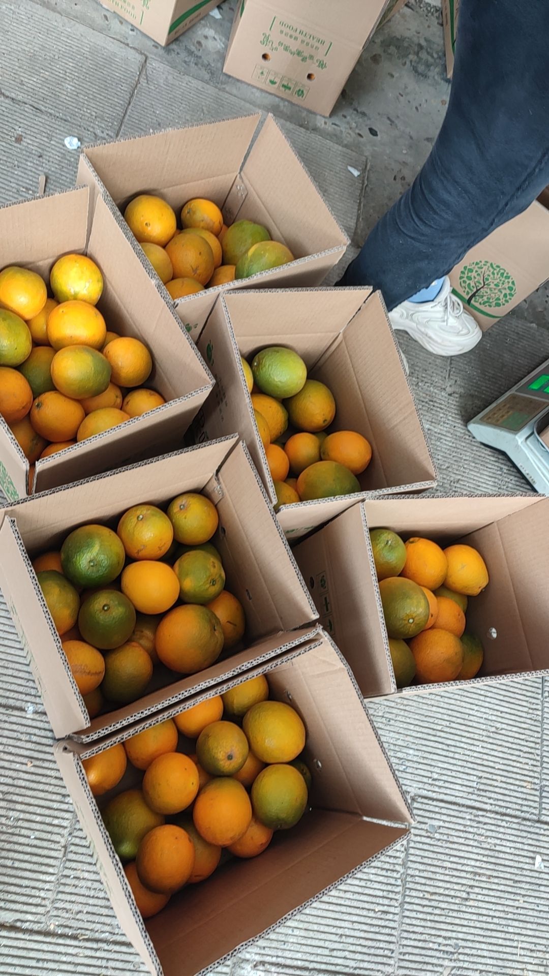 自家果园基地，味美香甜水分足，现货充足