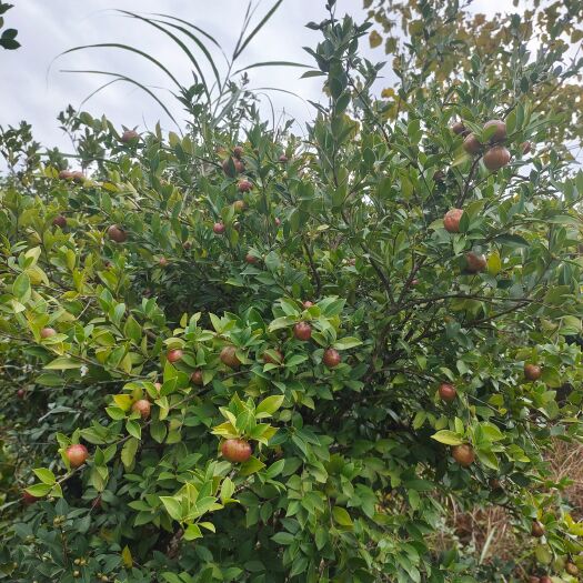 隆林县广西隆林老品种山茶油