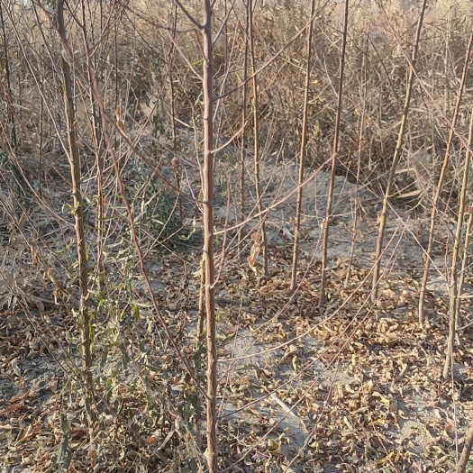 山毛桃树苗
